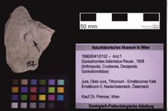 Foto (Objekt + Etiketten) von Goniodromites bidentatus (Reuss, 1858) (NHMW-GEO-1990-0041-0152)